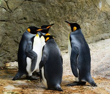 pinguin update van google